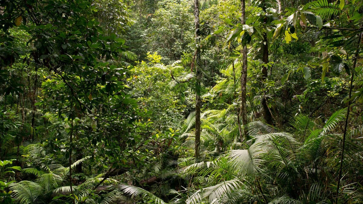 Discover the Daintree Rainforest & Cape Tribulation
